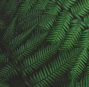 Forest Ferns Background