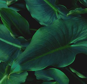 Tropical leaves background photo