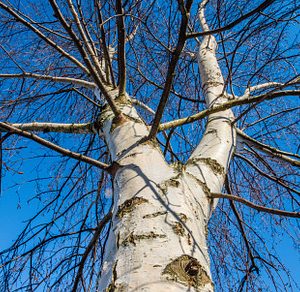 Birch tree tops view on blue sky