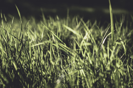 Fresh Grass Background