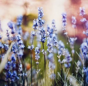 Lavender Close-Up