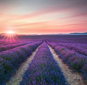 Lavender Fields at Sunset